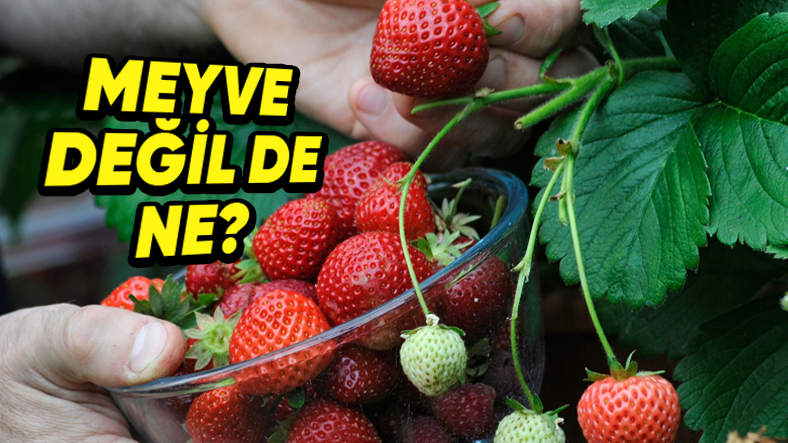 Patlıcan Bile Bir Meyve Olarak Kabul Edilirken Çilek Neden Değildir?