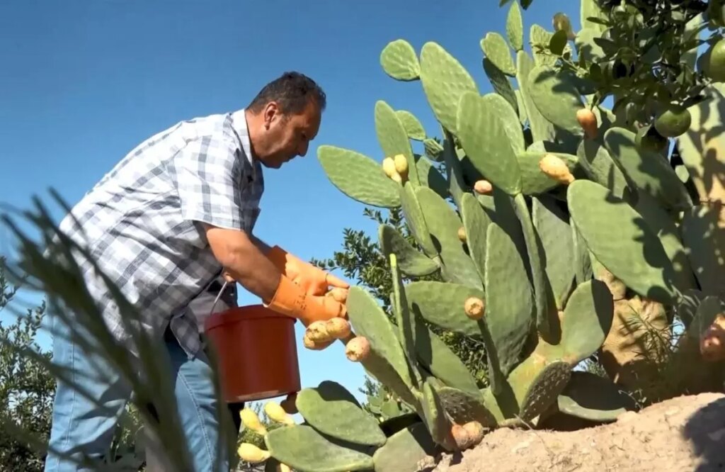 mersinde dikenli incir dondurmasi uretimi basladi kpTMeUHB.jpg