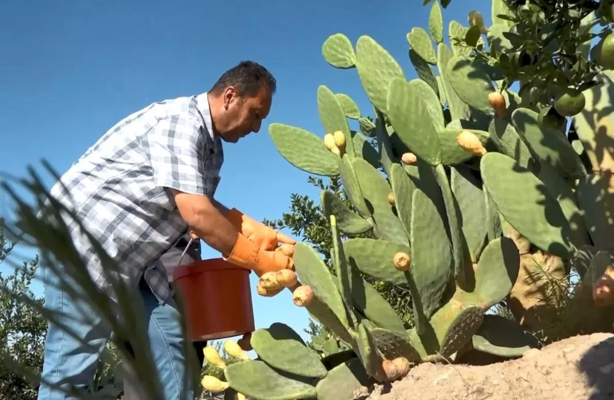 mersinde dikenli incir dondurmasi uretimi basladi kpTMeUHB.jpg
