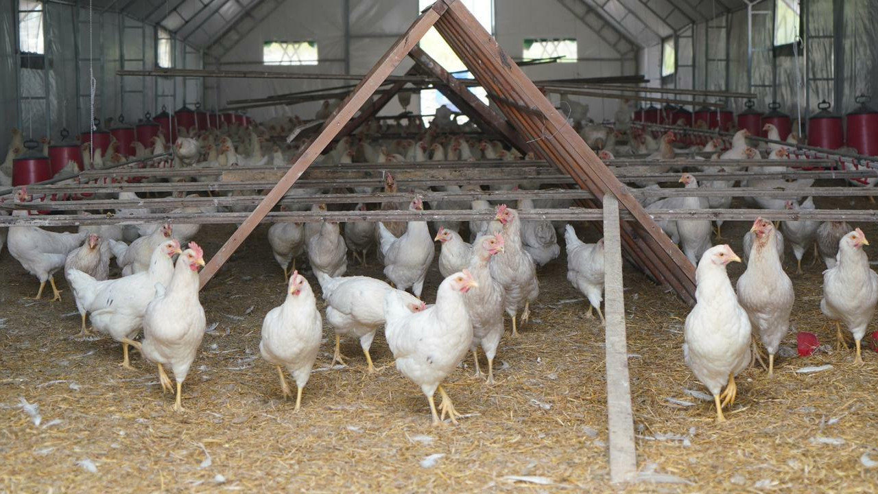 Adıyaman’da Tarımsal Üretim Seferberliği: “Gezen Tavuklar” İlk Yumurtasını Verdi
